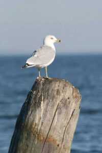 animals 125