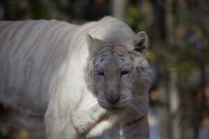 animals img 7884