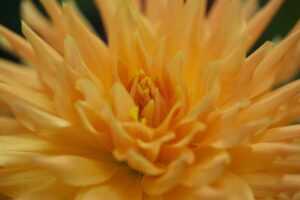 flowers 747a3327
