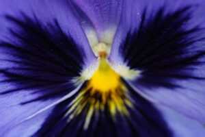 nature 004